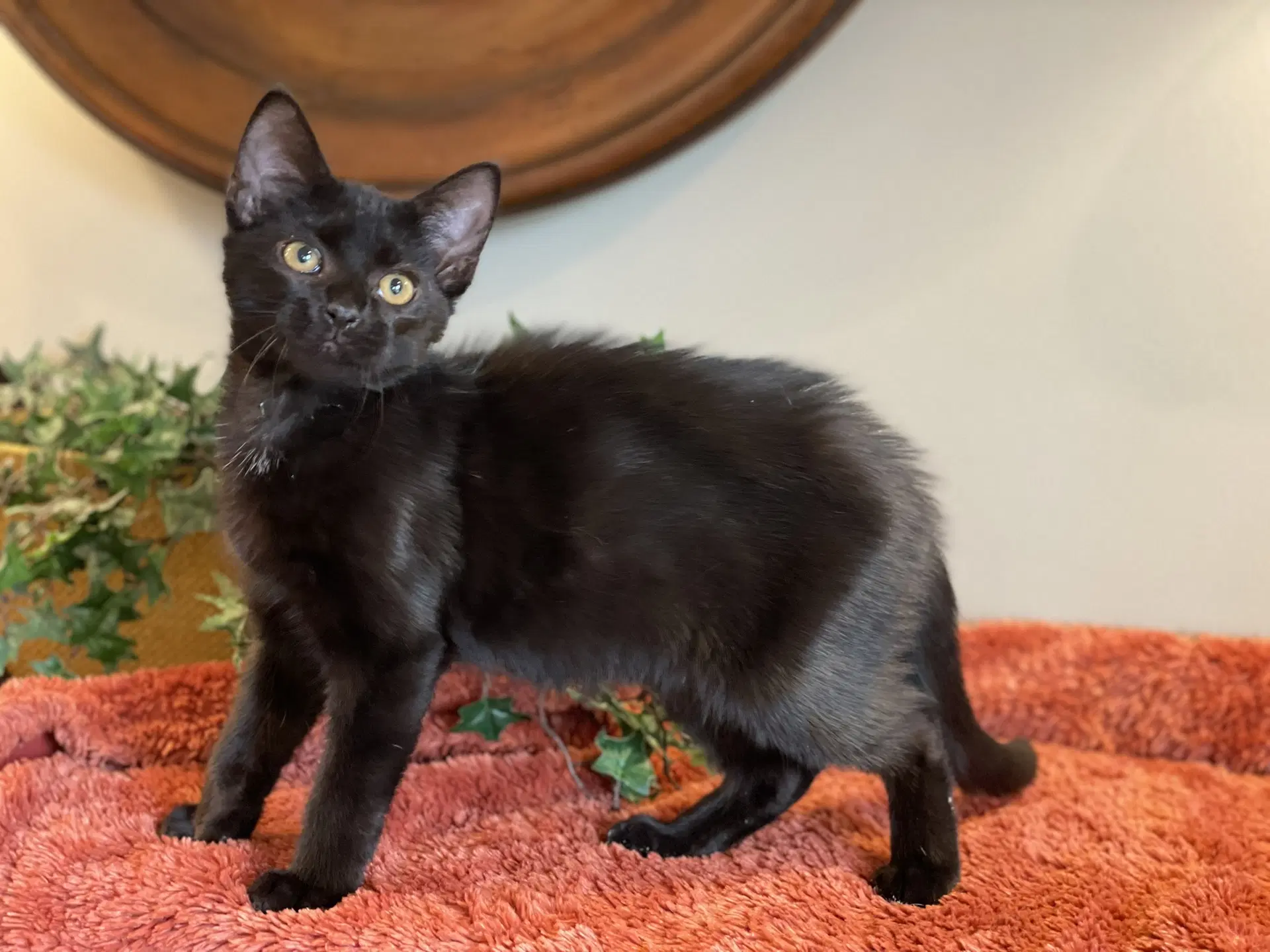 Salem image 3