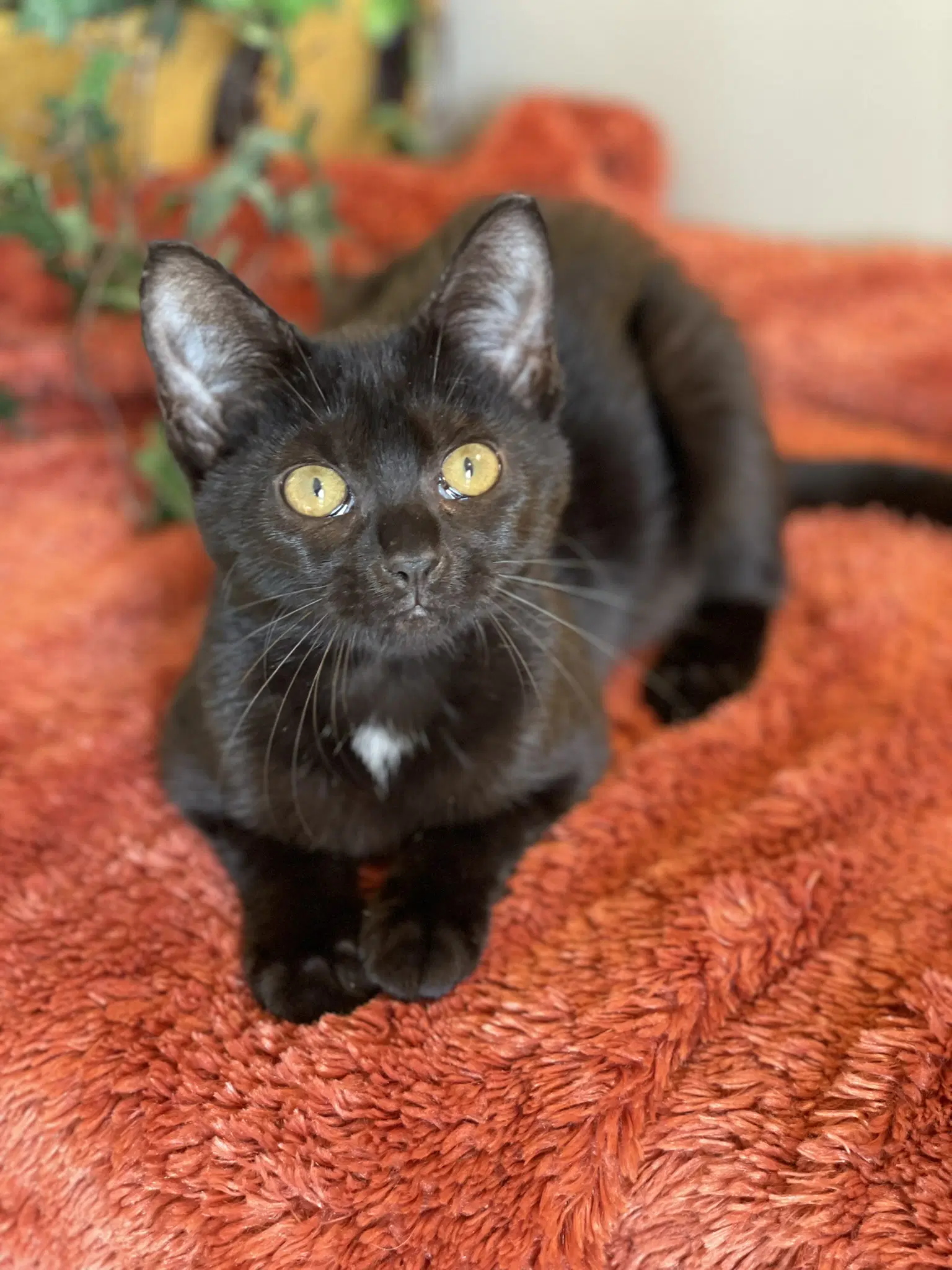 Binx - Domestic Short Hair