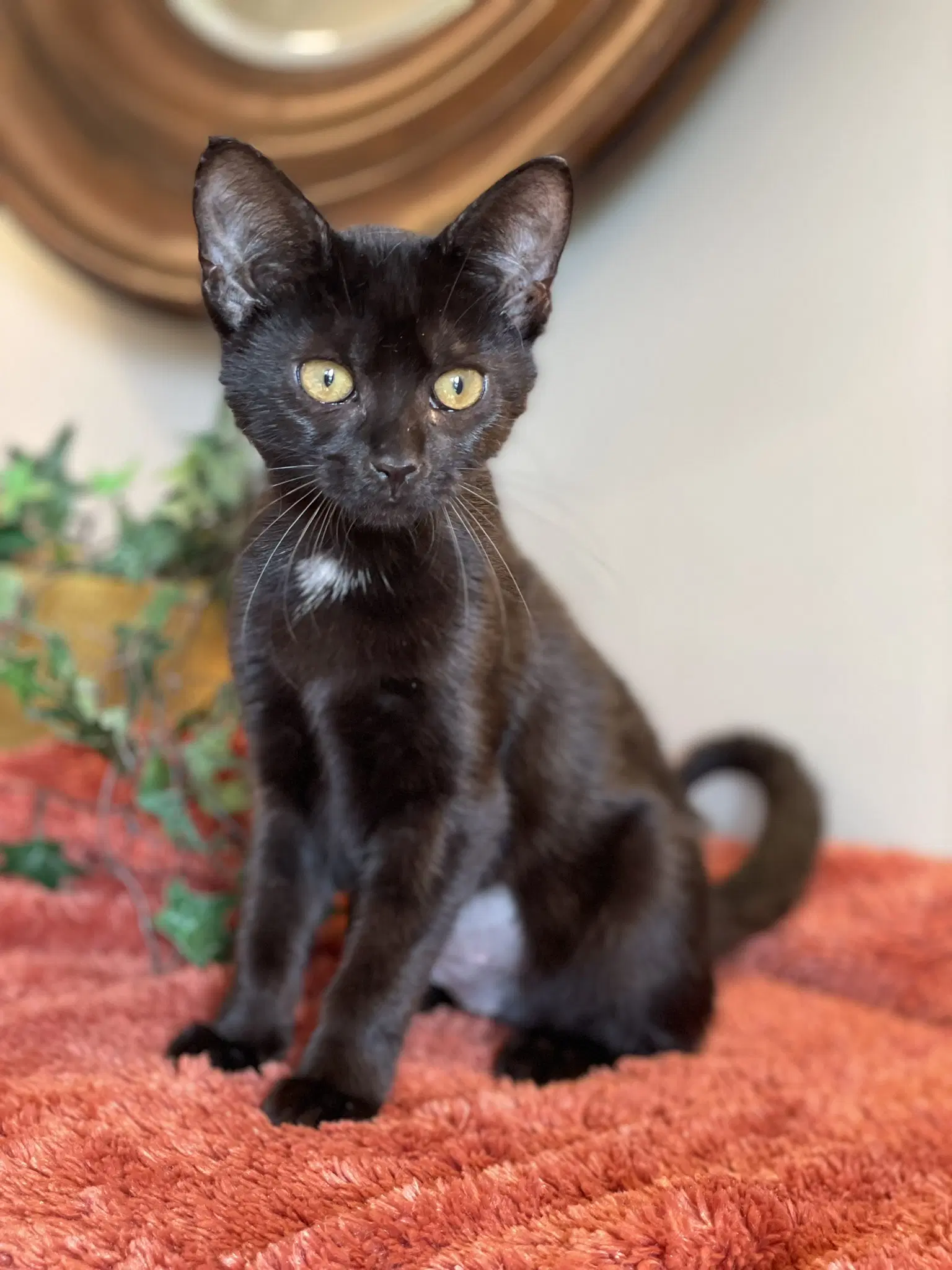 Binx image 2