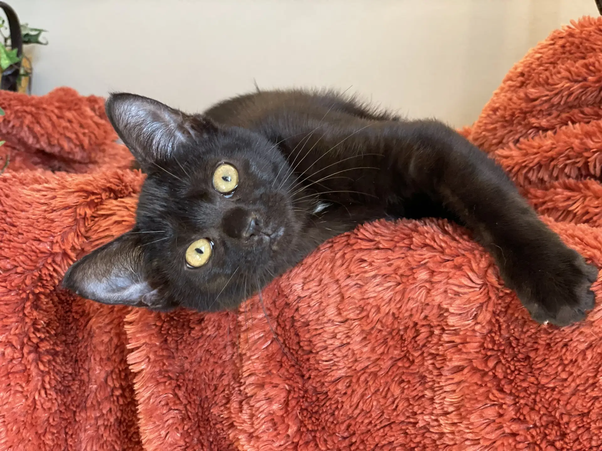 Binx image 3