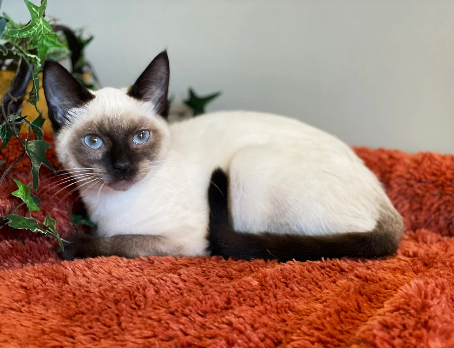 Princess Leia