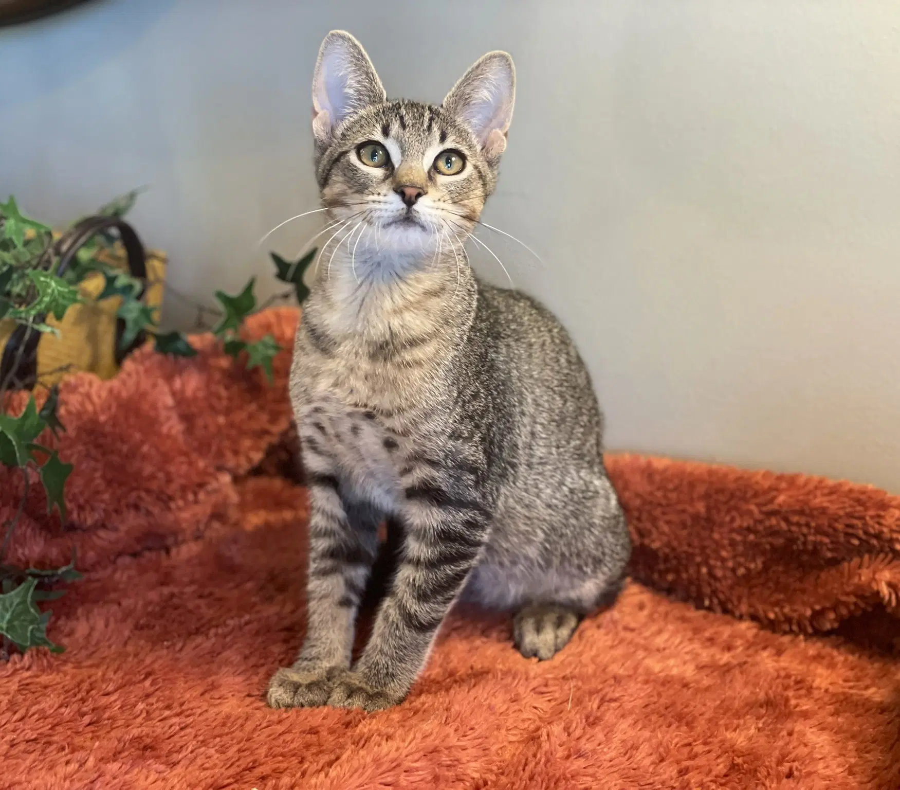 Bryce - Tabby