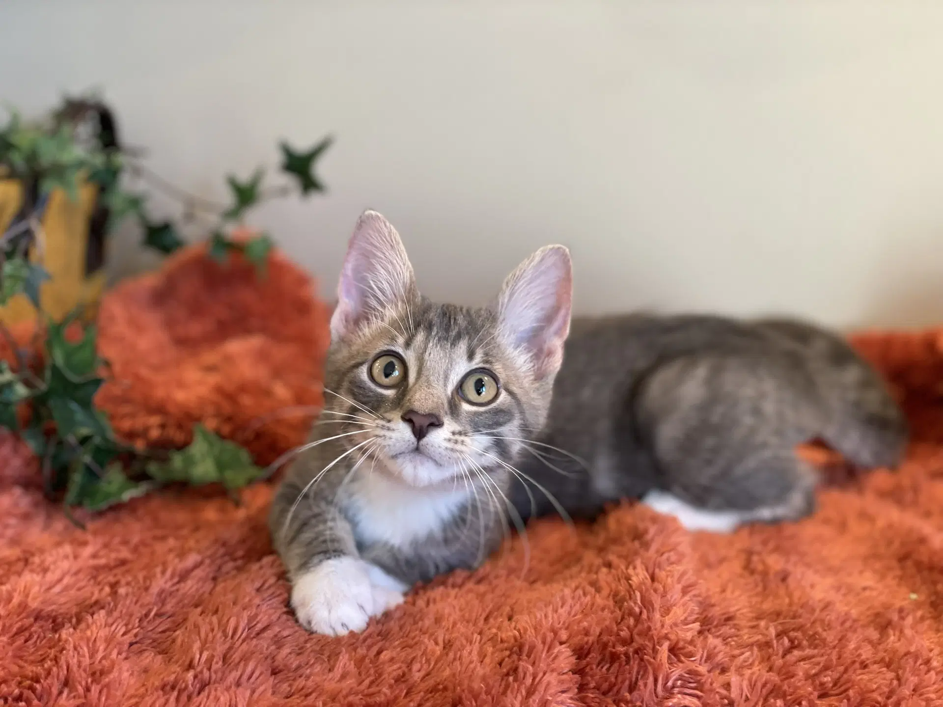 Stormy - Tabby
