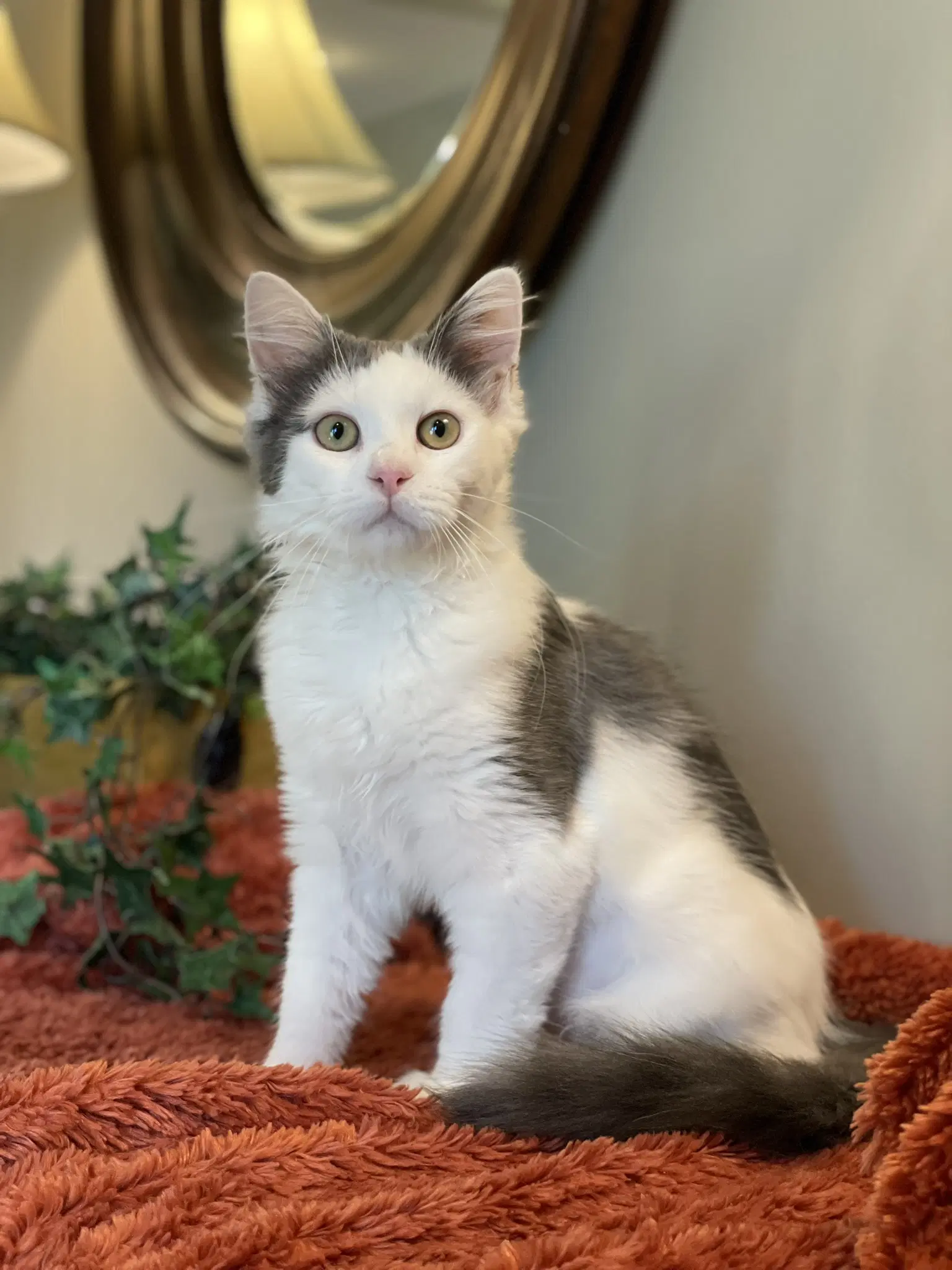 Saki - Domestic Medium Hair