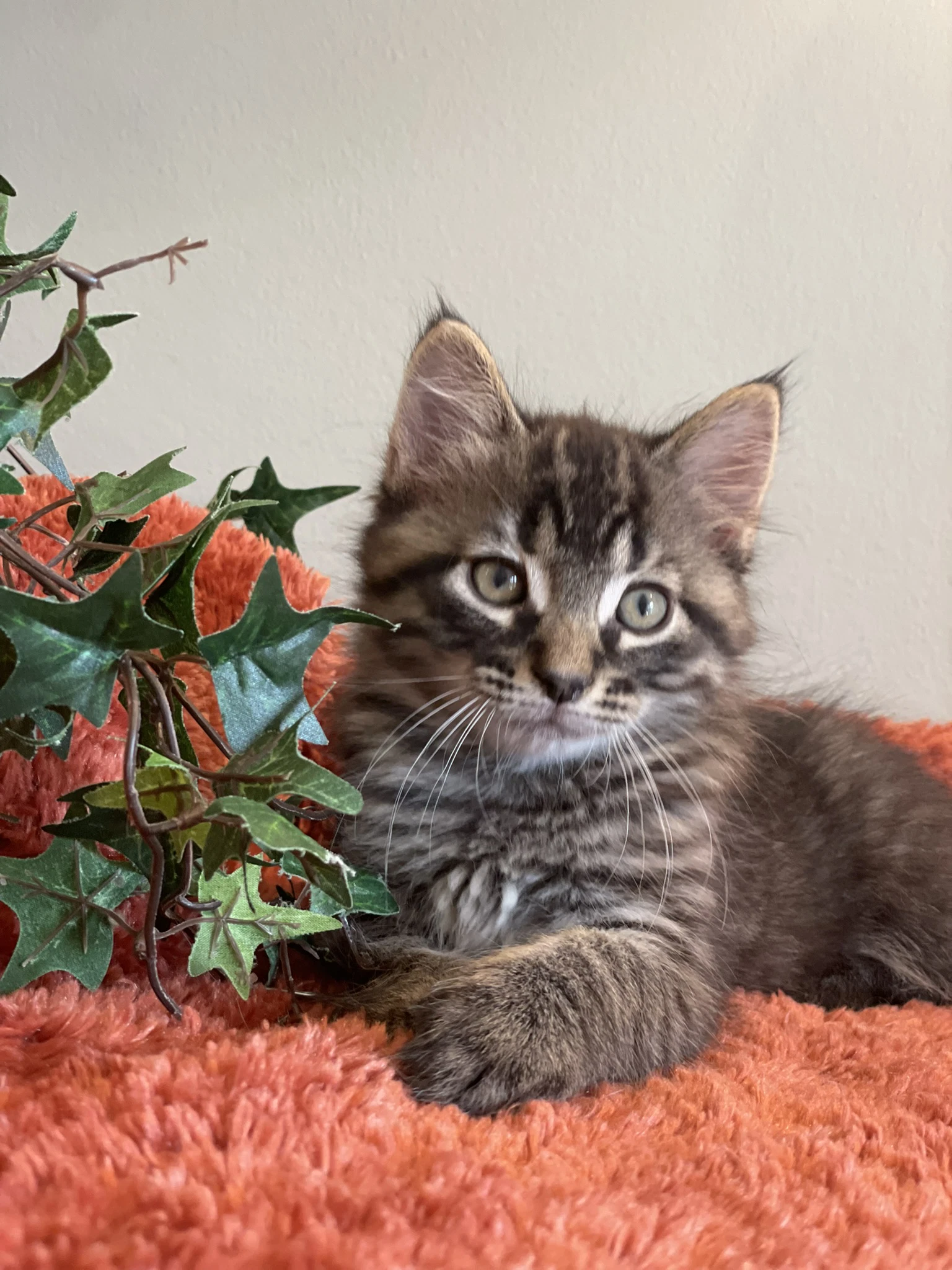 Gizmo