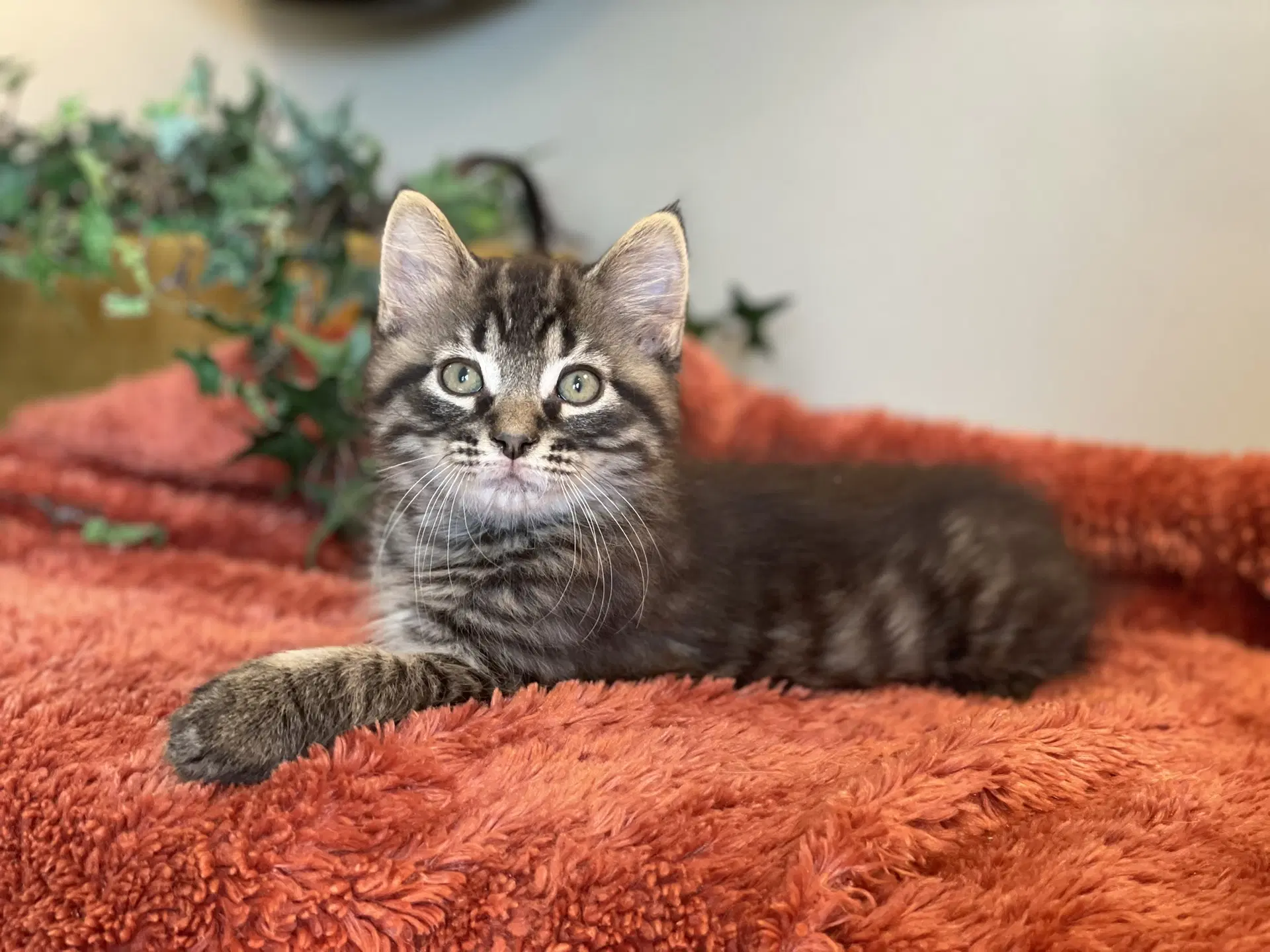Gizmo image 2