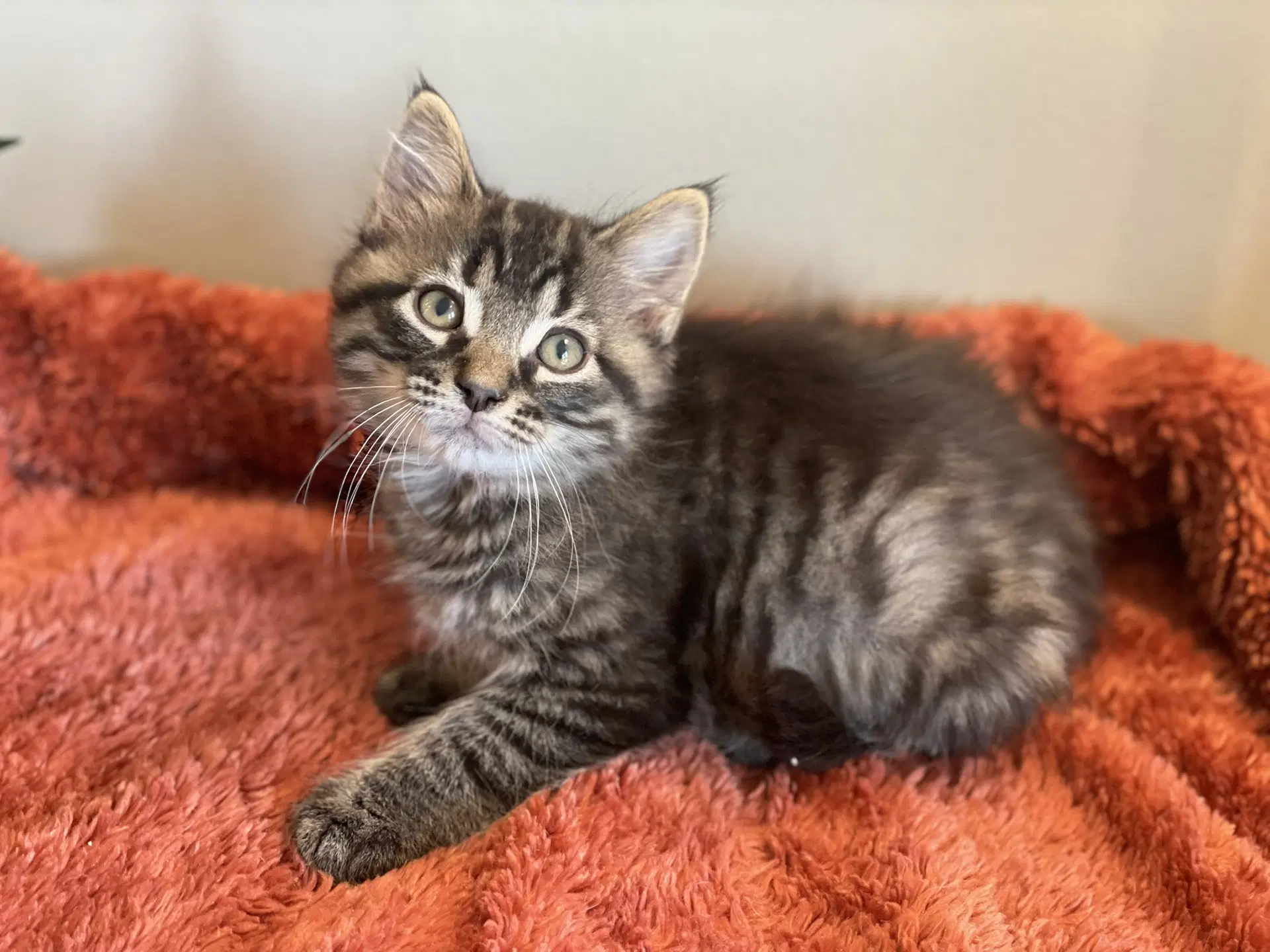 Gizmo image 4