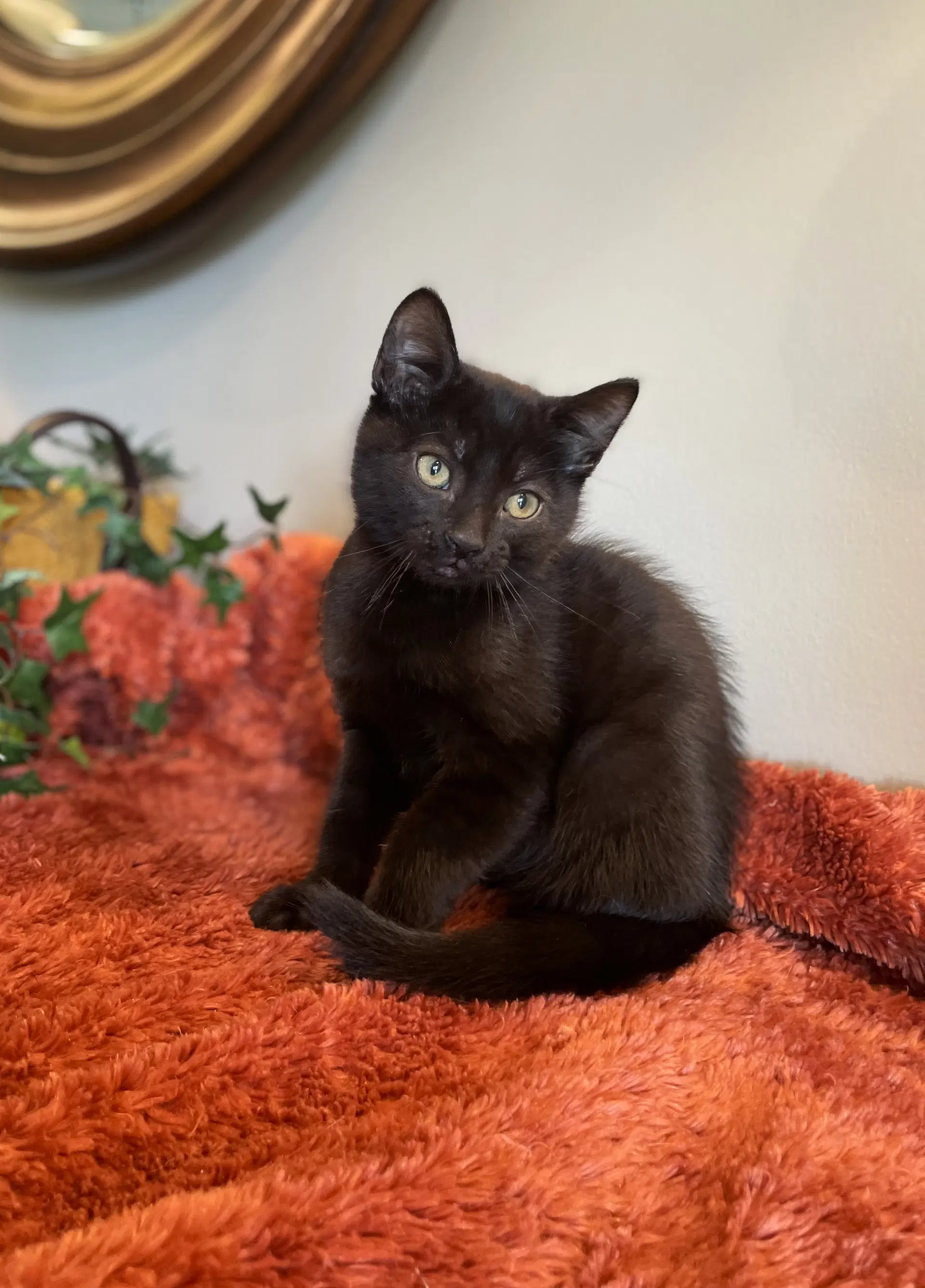 Houdini - Domestic Short Hair
