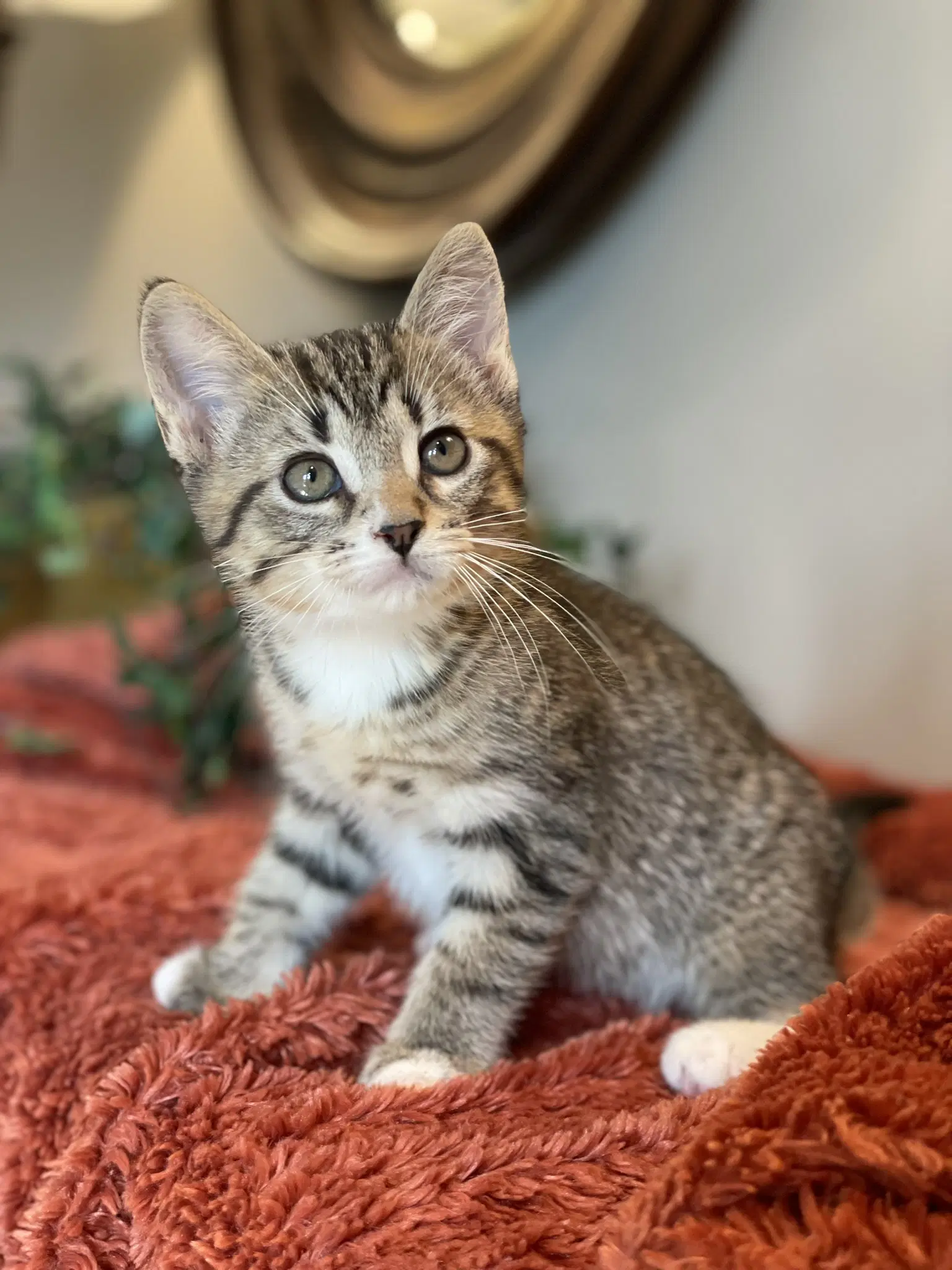Maisie - Tabby