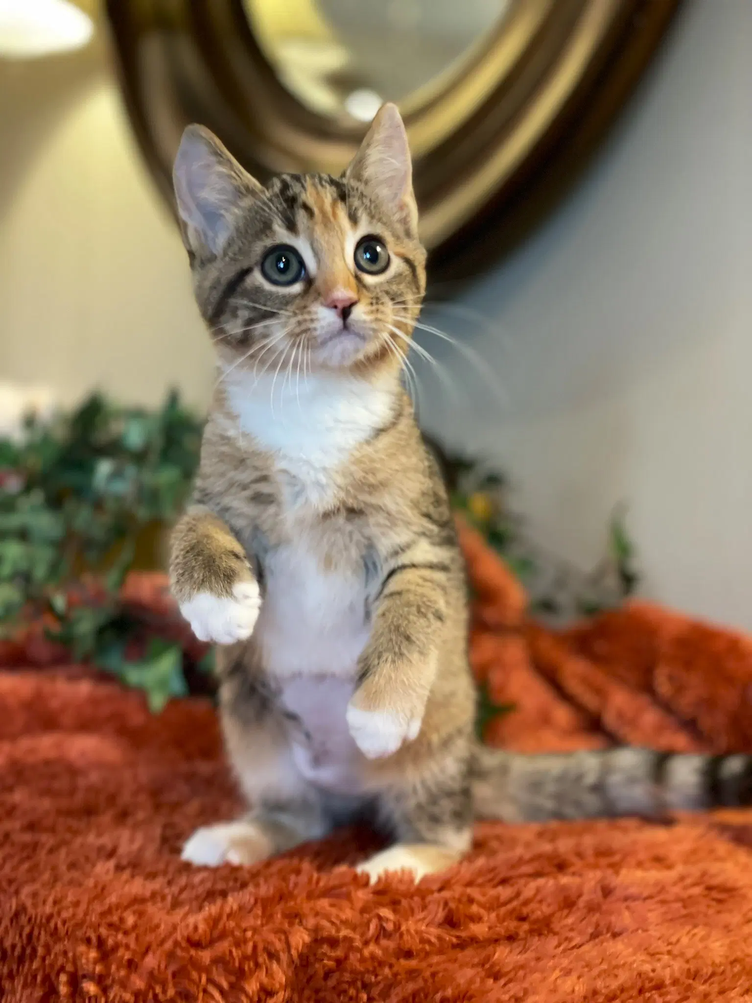 Hailey - Calico
