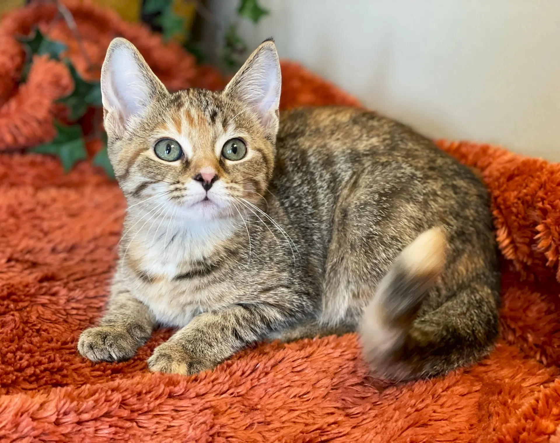 Gretchen - Calico