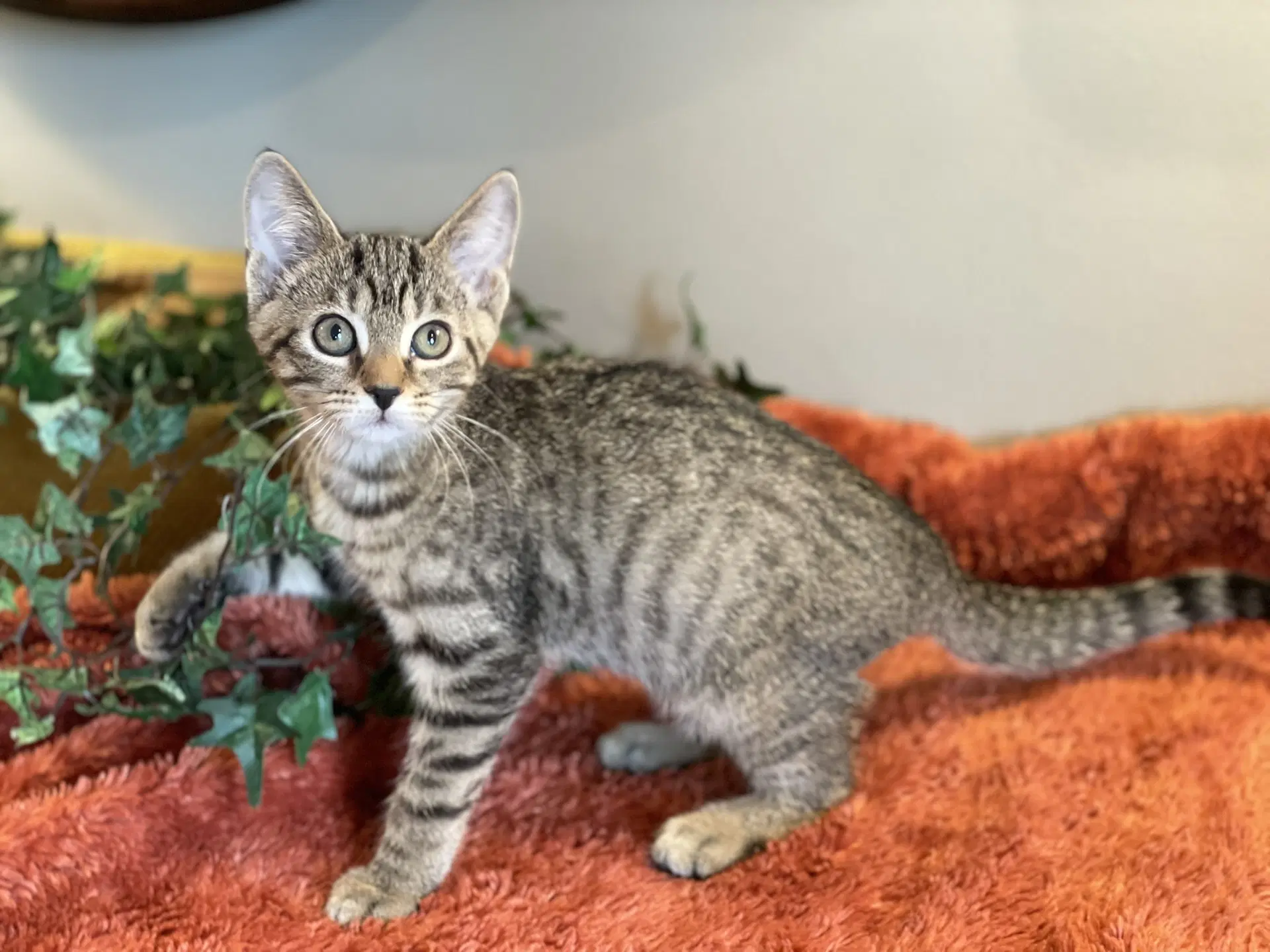 Ivan - Tabby