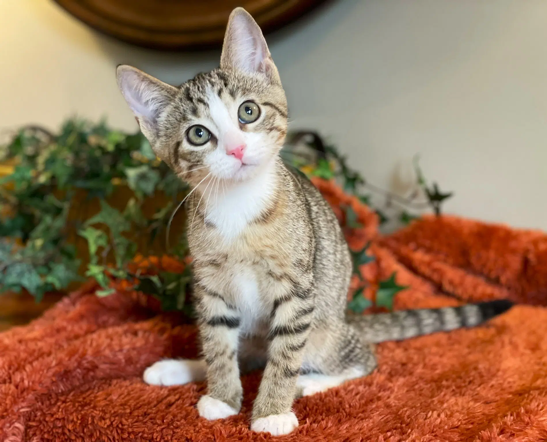 Fonzie - Tabby
