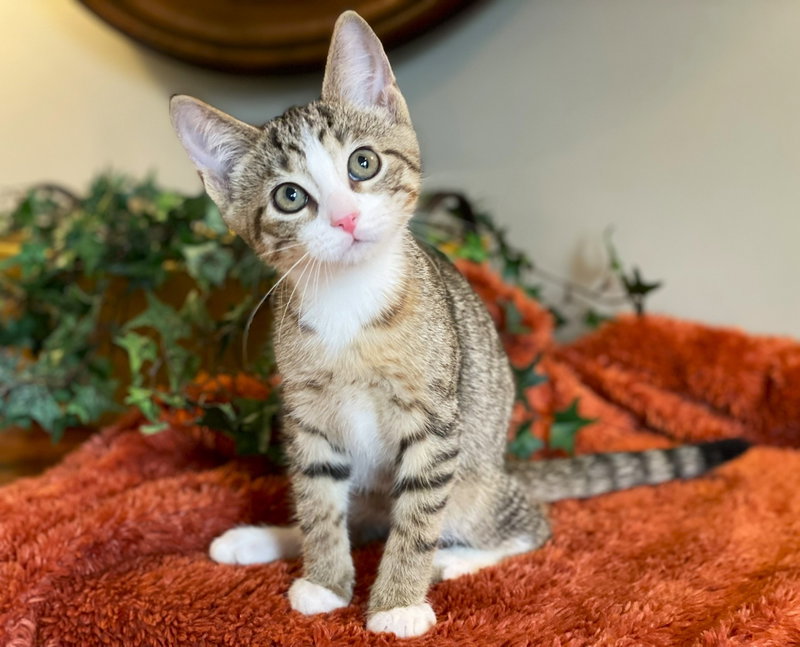 Fonzie, a male Tabby kitten up for adoption