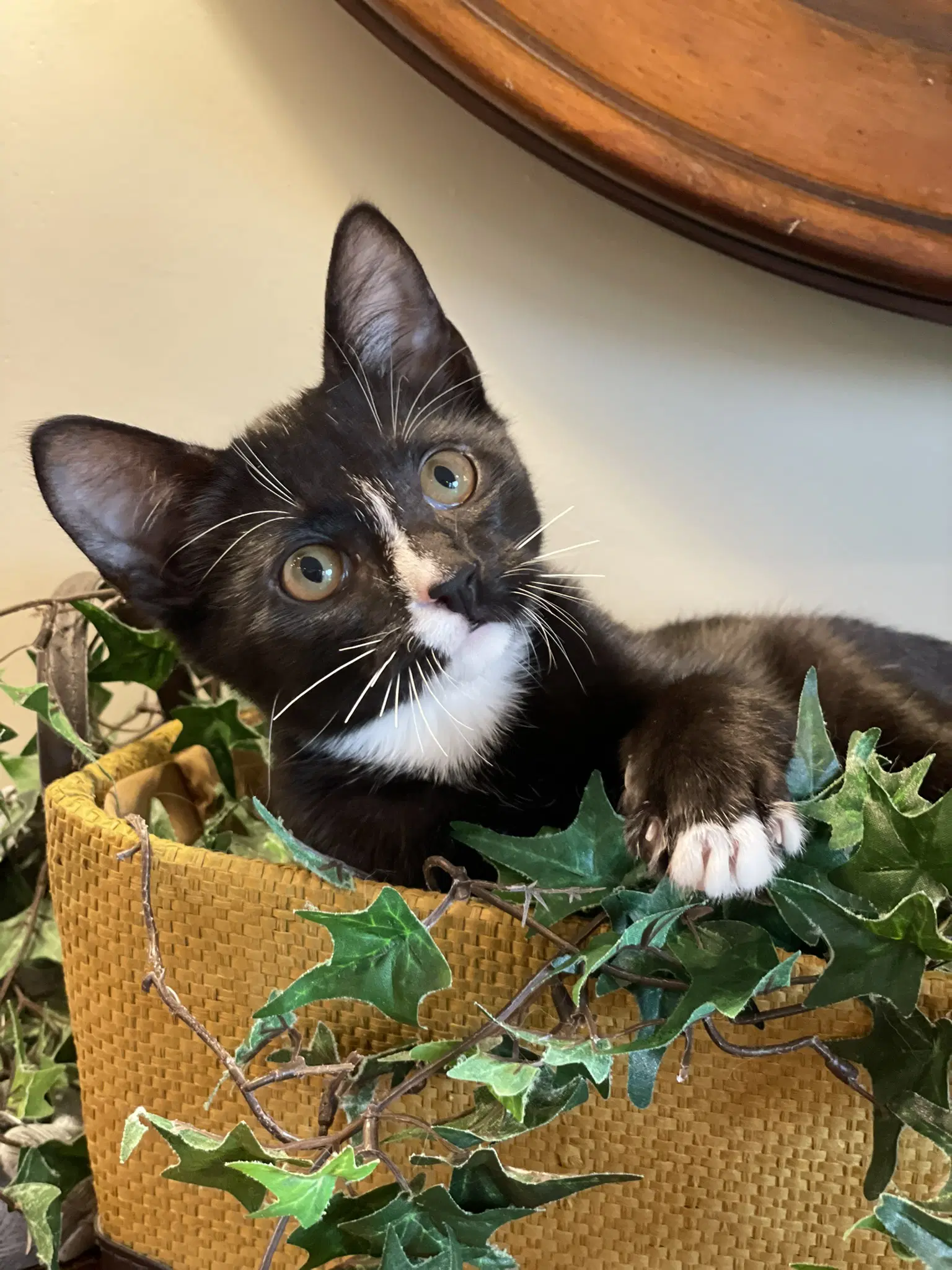 Spade - Tuxedo