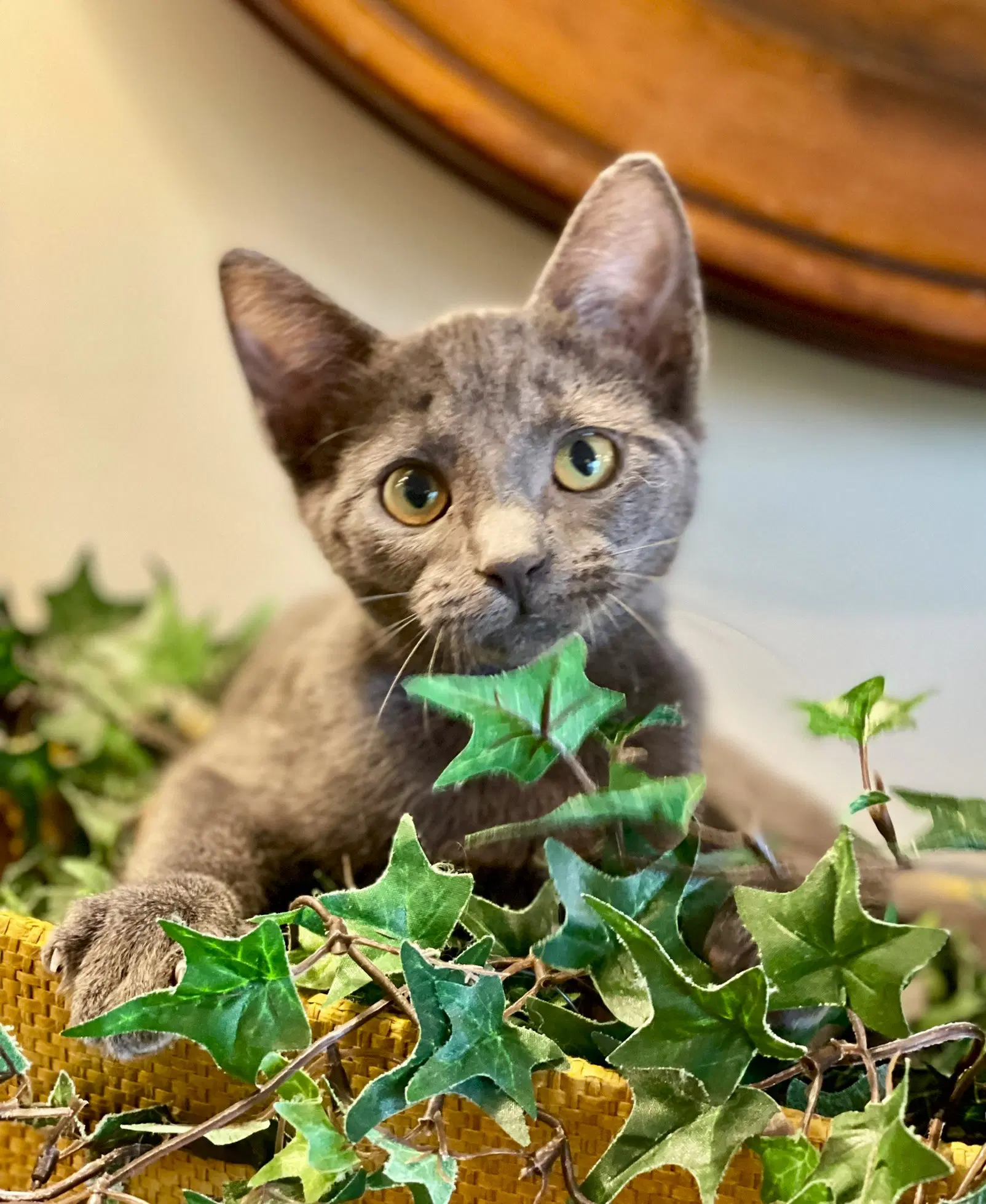 Sasha - Domestic Short Hair