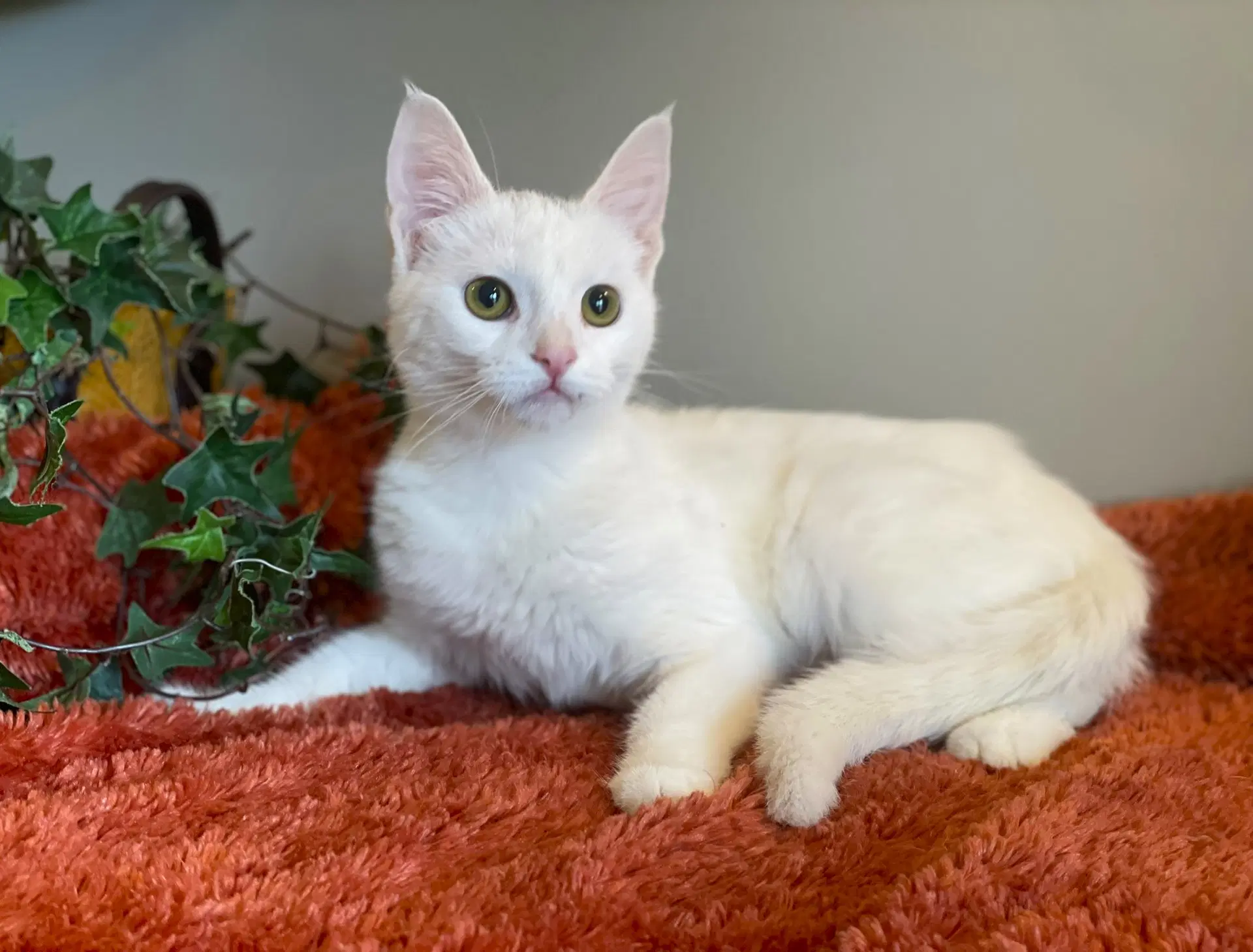 Frankie - Domestic Short Hair