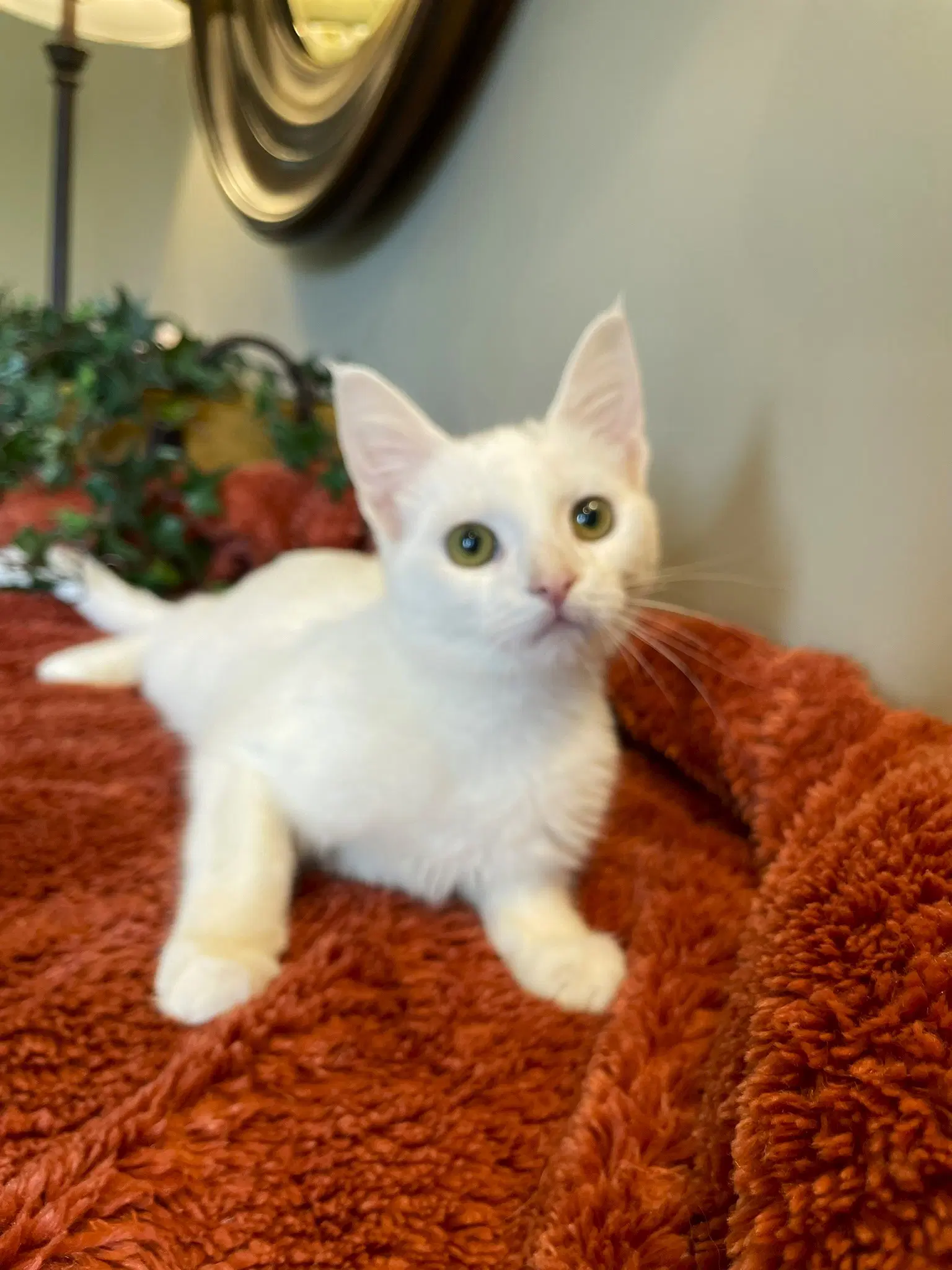 Frankie image 4