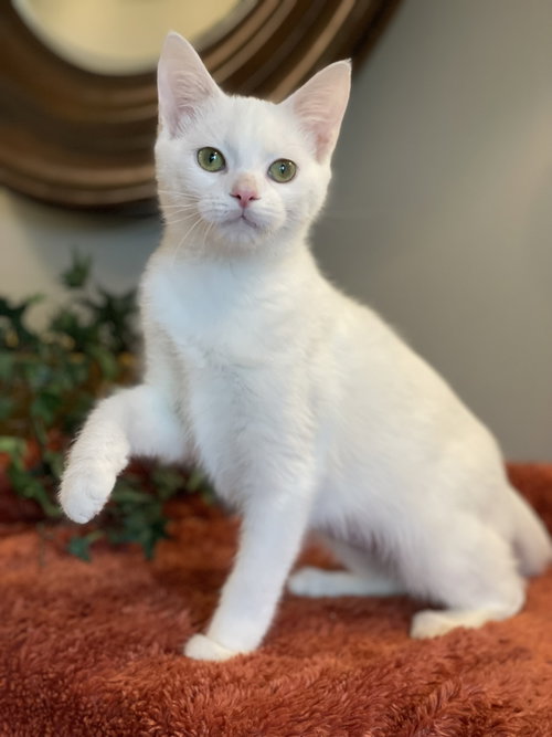 Fiona, a cat for adoption from Faerie Tales Cat Rescue