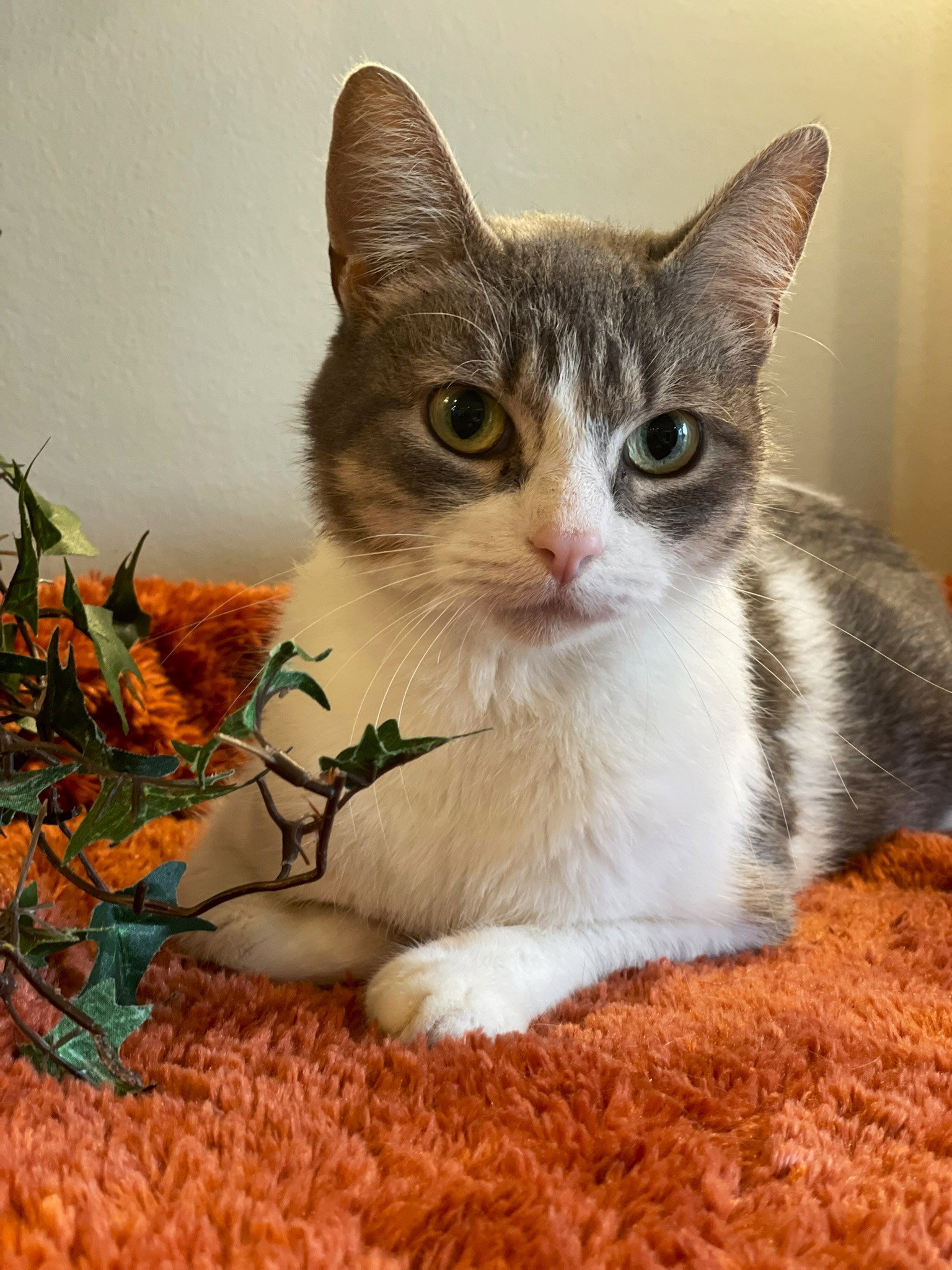 Betty, Domestic Short Hair