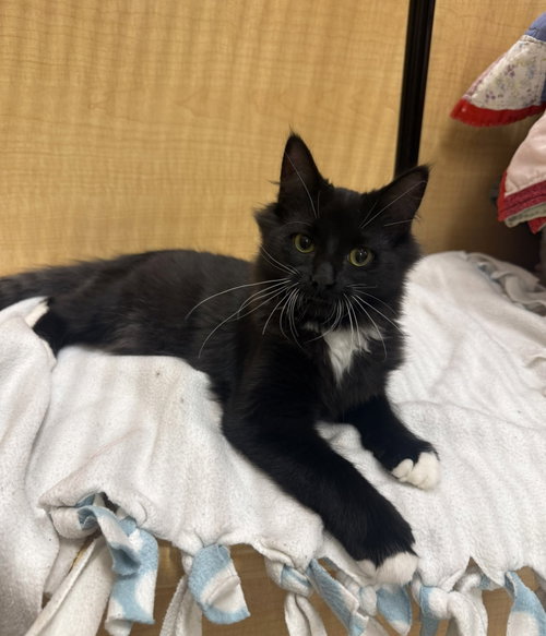 Raylen, a cat for adoption from Faerie Tales Cat Rescue