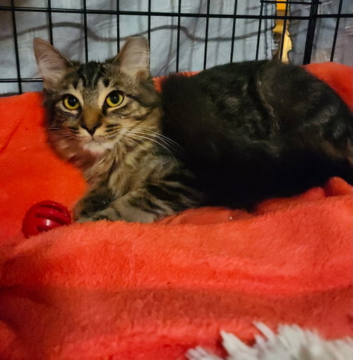 Stary, a cat for adoption from Faerie Tales Cat Rescue