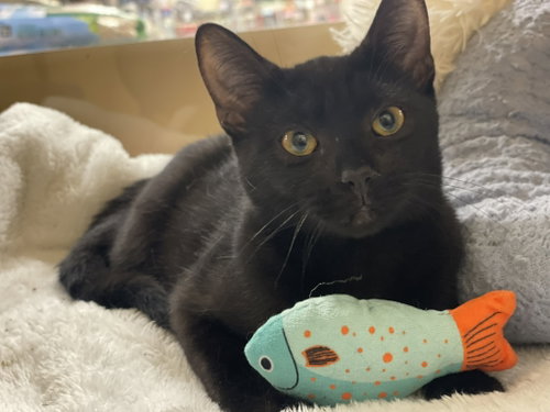 Chick, a cat for adoption from Faerie Tales Cat Rescue