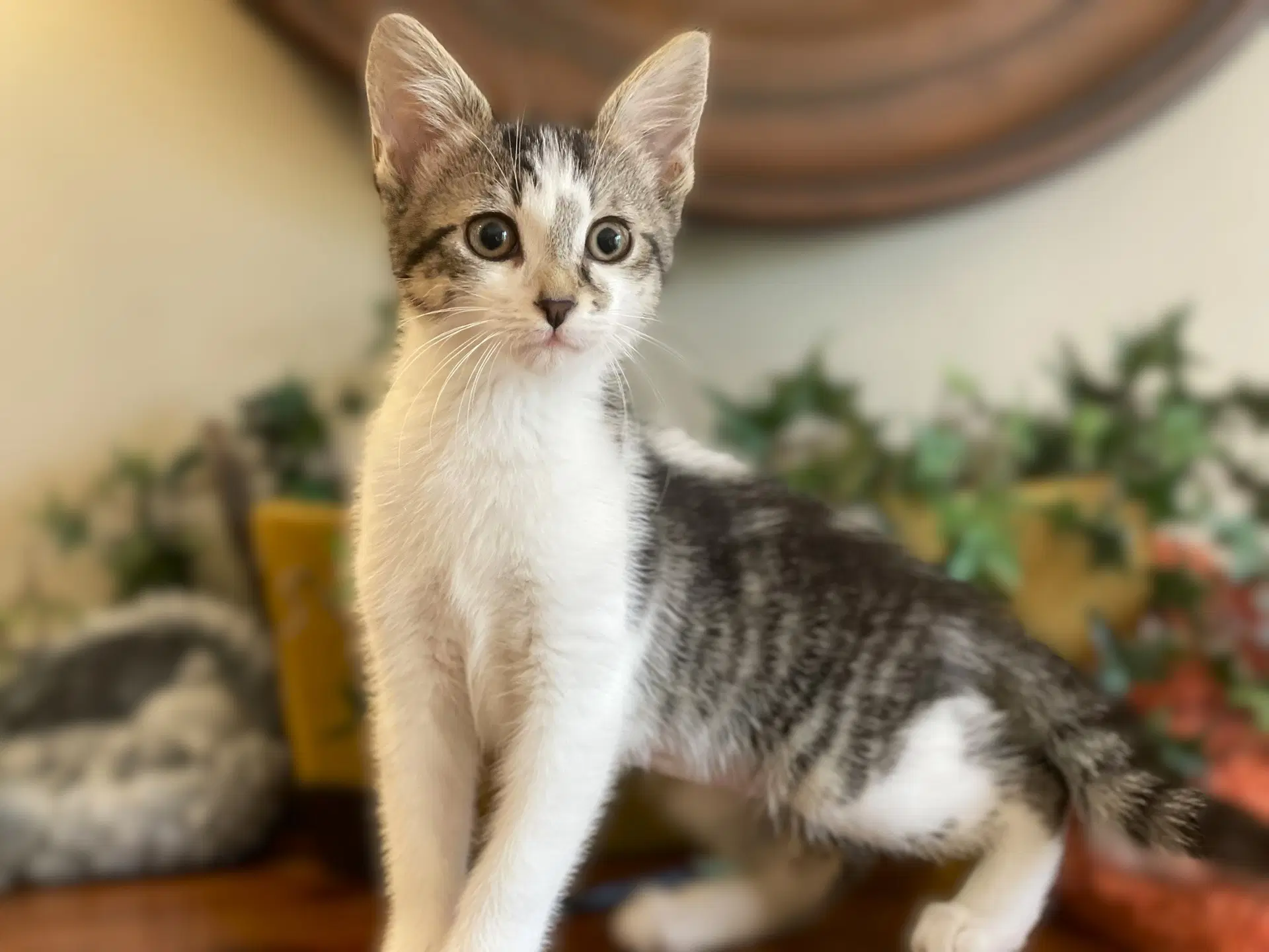 Dolly - Tabby