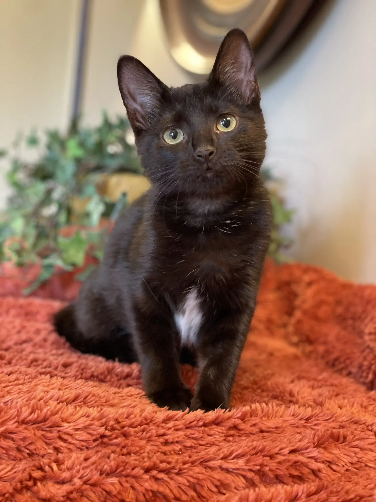 Tucker - Domestic Short Hair