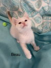 Beau