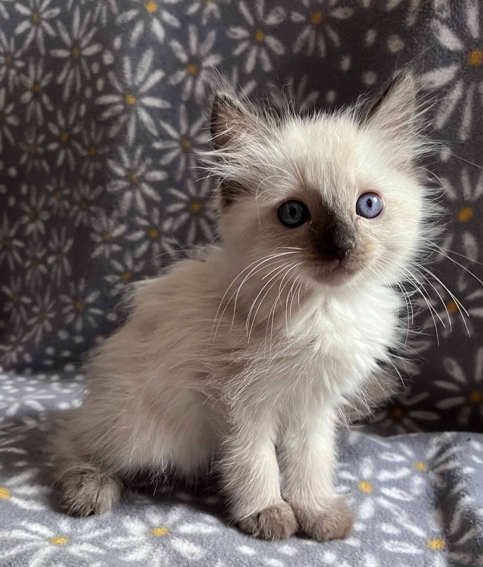 Cats for Adoption in Monterey, California Alpha Paw