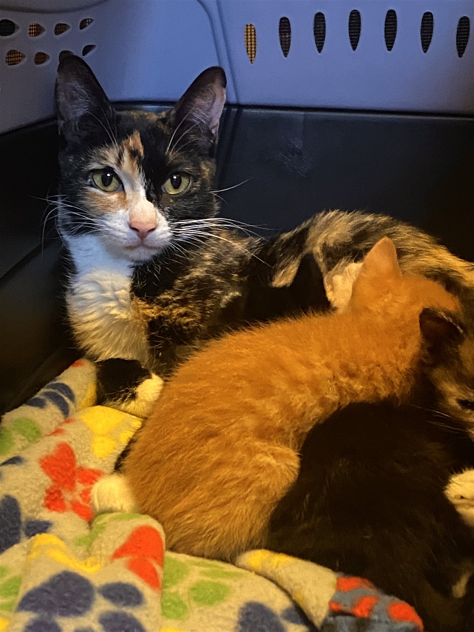 cats-for-adoption-in-las-lomas-california-alpha-paw