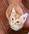 Morris