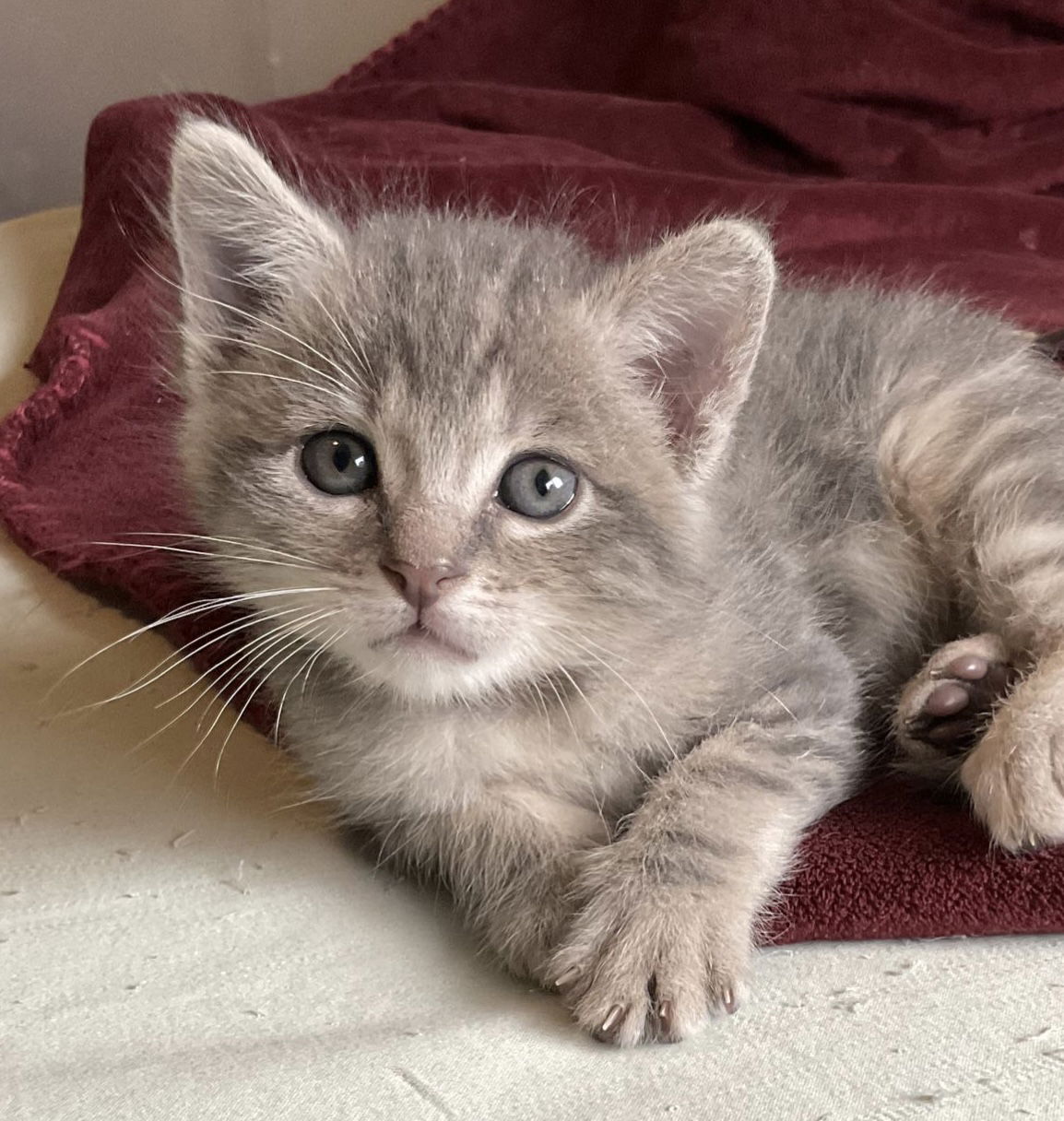 Itty bitty orphan kitty hot sale rescue