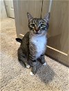adoptable Cat in  named Meredith