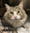 adoptable Cat in los gatos, CA named Duchess