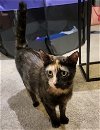 adoptable Cat in  named Mia