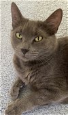 adoptable Cat in los gatos, CA named Aurora