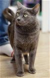 adoptable Cat in los gatos, CA named Aurora
