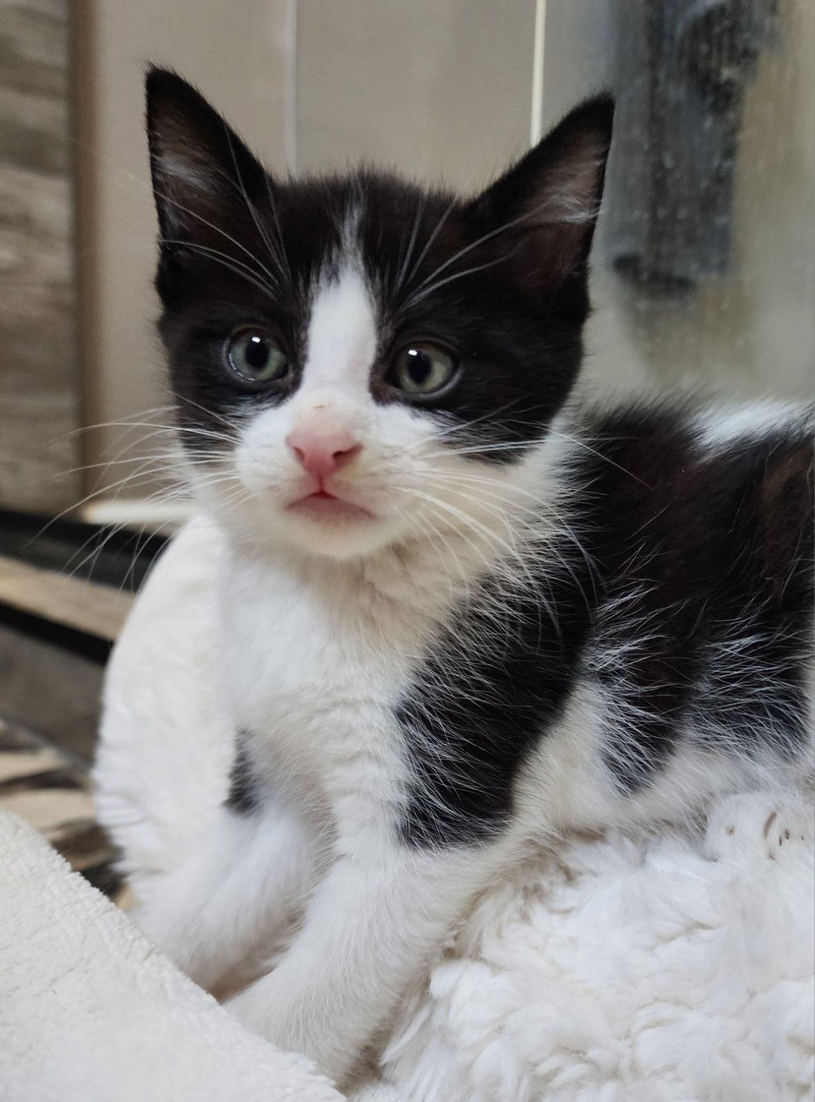 adoptable Cat in Los Gatos, CA named Paprika