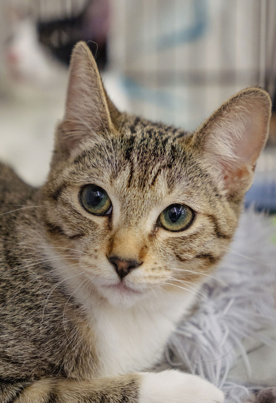 adoptable Cat in Los Gatos, CA named Burrito