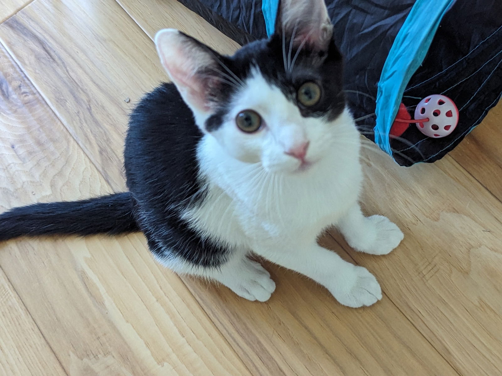 adoptable Cat in Los Gatos, CA named Onigiri