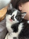 adoptable Cat in los gatos, CA named Callie
