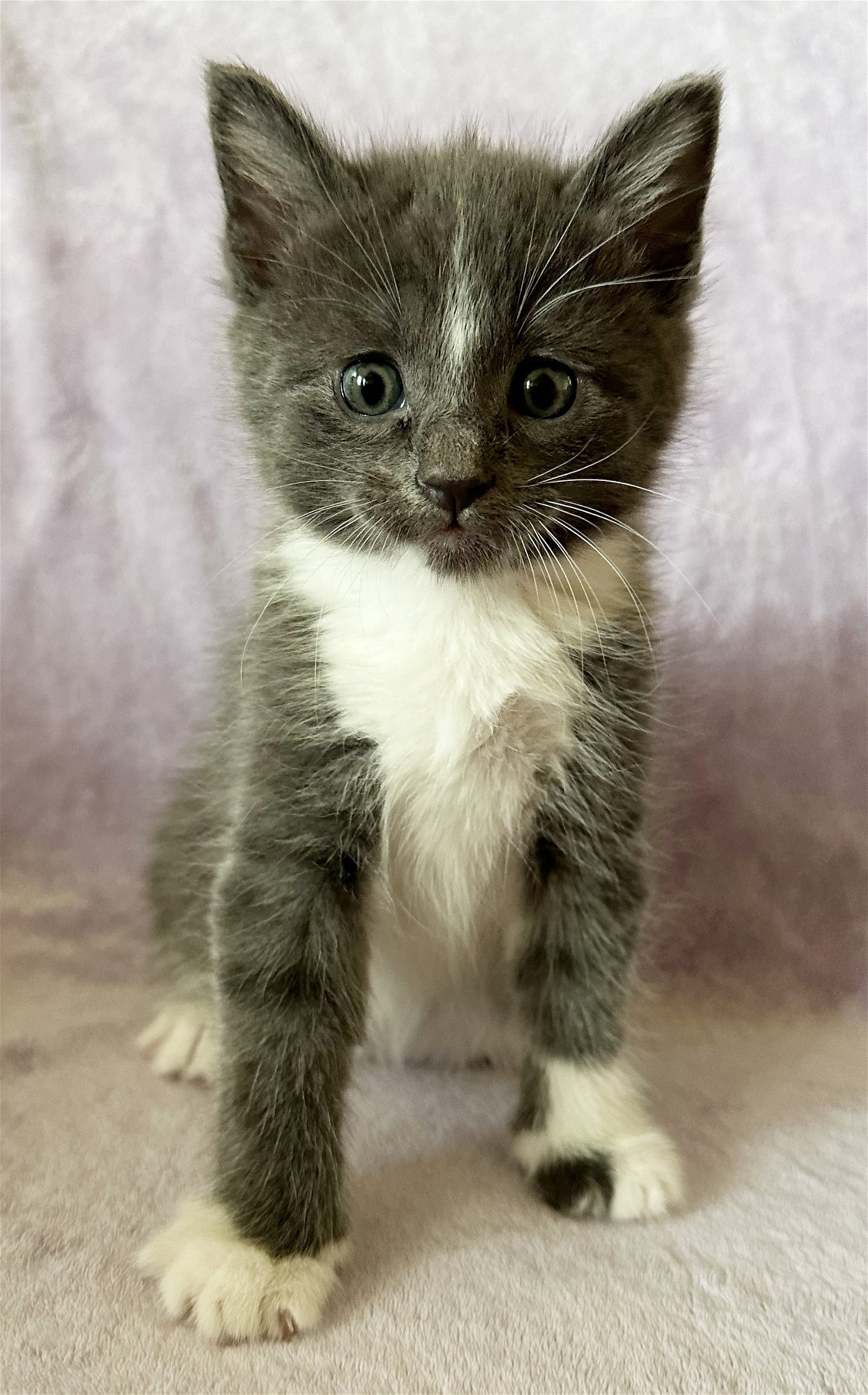 adoptable Cat in Los Gatos, CA named Sloan