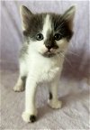 adoptable Cat in los gatos, CA named April