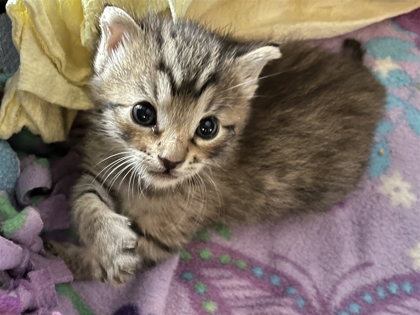adoptable Cat in Los Gatos, CA named Finn