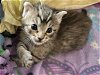 adoptable Cat in los gatos, CA named Finn