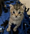 adoptable Cat in los gatos, CA named Kayleigh