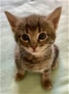 adoptable Cat in los gatos, CA named Atlas