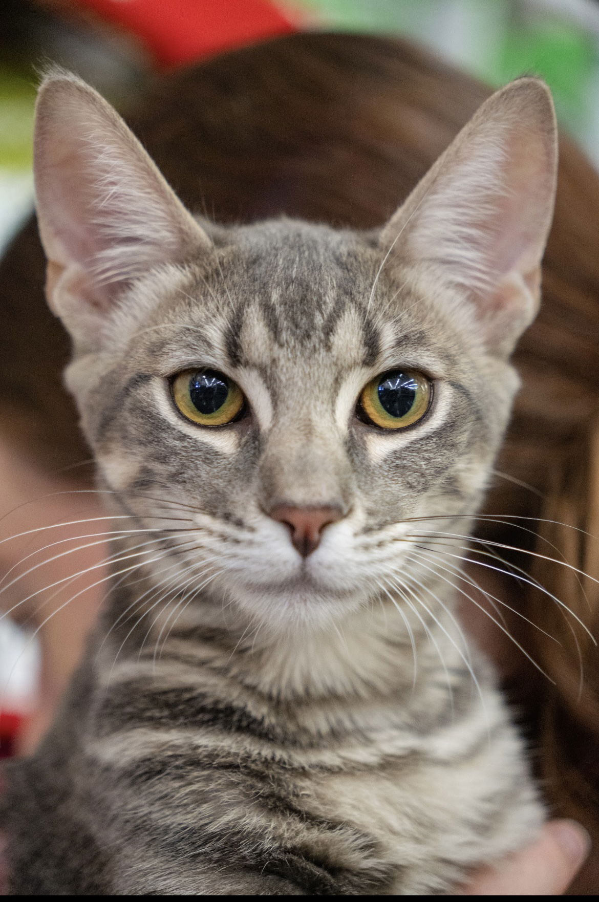 adoptable Cat in Los Gatos, CA named Atlas